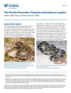 WEC 251  The Florida Pinesnake: Pituophis melanoleucus mugitus1 Gabriel J. Miller, Steve A. Johnson, and Lora L. Smith2  Species Description
