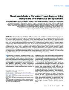 INVESTIGATION  The Drosophila Gene Disruption Project: Progress Using Transposons With Distinctive Site Speciﬁcities Hugo J. Bellen,* Robert W. Levis,† Yuchun He,* Joseph W. Carlson,‡ Martha Evans-Holm,‡ Eunkyung