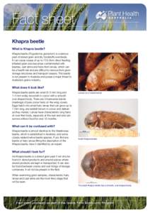 Fact sheet Khapra beetle What is Khapra beetle? thebeatsheet