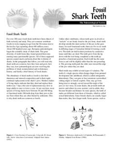 Fossil Shark Teeth 2 lines