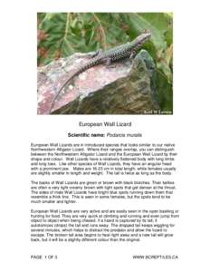 European Wall Lizard Scientific name: Podarcis muralis European Wall Lizards are in introduced species that looks similar to our native Northwestern Alligator Lizard. Where their ranges overlap, you can distinguish betwe