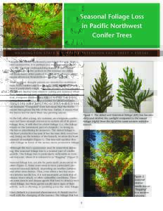 Biology / Botany / Plants / Plant morphology / Deciduous / Tree / Pinophyta / Evergreen / Leaf / Pine