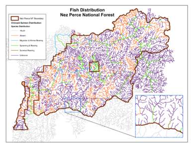 Nez Perce NF Boundary Chinook Salmon Distribution Species Distribution <Null> Absent Migration & Winter Rearing