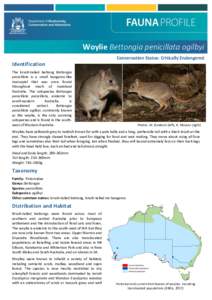Woylie Bettongia penicillata ogilbyi Conservation Status: Critically Endangered Identification The brush-tailed bettong Bettongia penicillata is a small kangaroo-like