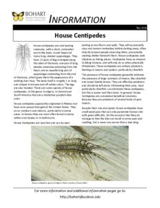 INFORMATION No. 016 House Centipedes House centipedes are odd-looking creatures, with a short, somewhat