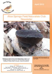 April[removed]Alice Springs Field Naturalists Club Newsletter  Black Fungus found in the Intertexta forest – as