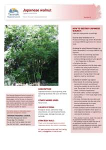 Japanese walnut Juglans ailantifolia Number 9 HOW TO DESTROY JAPANESE WALNUT: