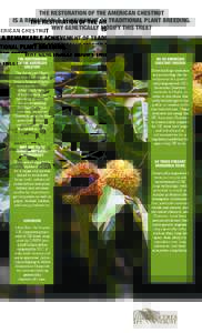 THE RESTORATION OF THE AMERICAN CHESTNUT IS A REMARKABLE ACHIEVEMENT OF TRADITIONAL PLANT BREEDING. WHY GENETICALLY MODIFY THIS TREE? THE RESTORATION OF THE AMERICAN