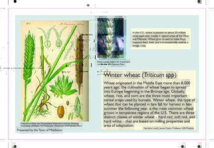 XT60_090_25576 #30 Winter Wheat