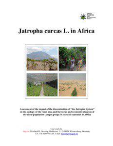 Case Study 'Jatropha Curcas' Africa - April 2004