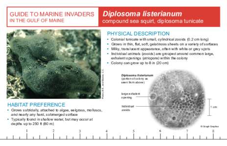 Diplosoma listerianum  GUIDE TO MARINE INVADERS IN THE GULF OF MAINE  compound sea squirt, diplosoma tunicate