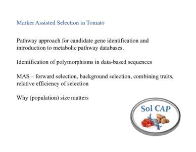 Marker Assisted Selection in Tomato Pathway approach for candidate gene identification and introduction to metabolic pathway databases. Identification of polymorphisms in data-based sequences MAS – forward selection, b