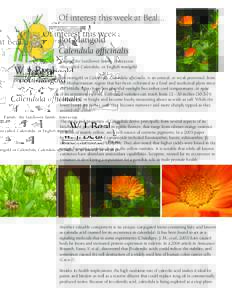 Carotenoids / Food colorings / Calenduleae / Medicinal plants / Hydrocarbons / Calendic acid / Calendula / Common marigold / Lycopene / Carotene / Officinalis / Marigold