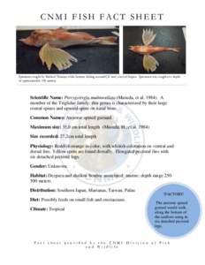 CNMI FISH FACT SHEET  Specimen caught by Michael Tenorio while bottom fishing around CK reef, west of Saipan. Specimen was caught at a depth of approximately 150 meters.  Scientific Name: Pterygotrigla multiocellata (Mas