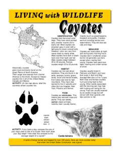 IDENTIFICATION Coyotes look like small collie dogs. They have erect pointed ears, slender muzzle and a bushy tail. Most coyotes are brownish gray in color with a
