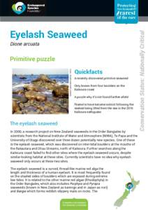 Dione arcuata  Eyelash seaweed habitat. NIWA Primitive puzzle Quickfacts