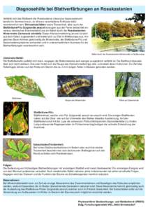 Diagnosehilfe bei Blattverfärbungen an Rosskastanien Verfärbt sich das Blattwerk der Rosskastanie (Aesculus hippocastanum) bereits im Sommer braun, so können verschiedene Einflüsse dafür verantwortlich sein. Streusa
