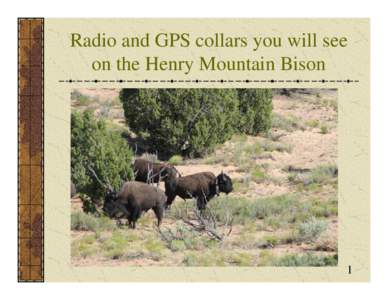 Radio and GPS Collars you will see on the Henry Mountain Bison