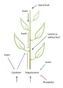 Apical bud Auxin Auxin  Lateral or