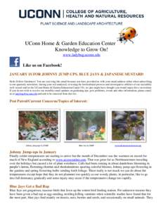 UConn Home & Garden Education Center Knowledge to Grow On! www.ladybug.uconn.edu Like us on Facebook! JANUARY IS FOR JOHNNY JUMP-UPS, BLUE JAYS & JAPANESE MUSTARD