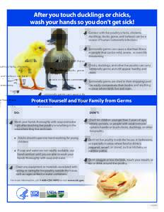 After you touch ducklings or chicks, wash your hands so you don’t get sick! Contact with live poultry (chicks, chickens, ducklings, ducks, geese, and turkeys) can be a source of human Salmonella infections. •• S 