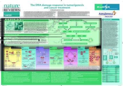 The DNA damage response in tumorigenesis and cancer treatment Jiri Bartek and Jiri Lukas The cellular DNA damage response (DDR) machinery is intimately linked with cancer as damage to DNA causes cancer. The DDR provides 