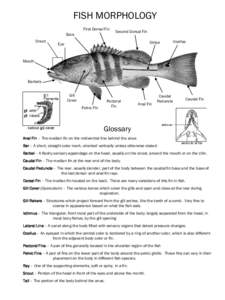 Fishkeeping / Ichthyology / Operculum / Cetopsidae / Indonesian angelshark / Magnificent catshark / Fish / Galeus / Fish anatomy