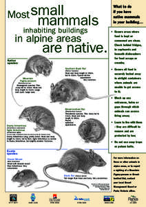 Most small  What to do if you have native mammals in your building…