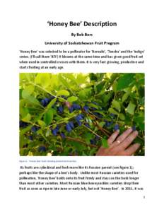 ‘Honey Bee’ Description By Bob Bors University of Saskatchewan Fruit Program ‘Honey Bee’ was selected to be a pollinator for ‘Borealis’, ‘Tundra’ and the ‘Indigo’ series. (I’ll call them ‘BTI’) 