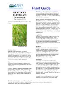 Plant Guide KENTUCKY BLUEGRASS Poa pratensis L. Plant Symbol = POPR Contributed by: USDA NRCS National Plants Data