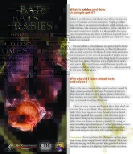 BATS AND RABIES A public health guide  What is rabies and how