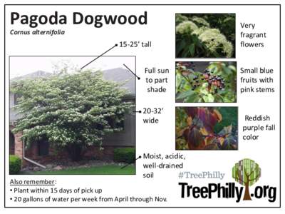 Pagoda Dogwood Cornus alternifolia 15-25’ tall  Full sun