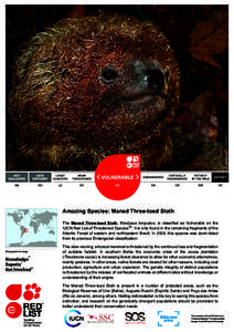 © Adriano G Chiarello  Amazing Species: Maned Three-toed Sloth The Maned Three-toed Sloth, Bradypus torquatus, is classified as Vulnerable on the IUCN Red List of Threatened SpeciesTM. It is only found in the remaining 