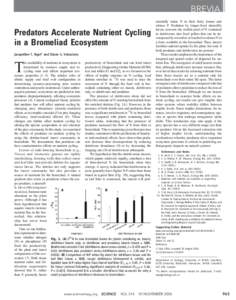 BREVIA Predators Accelerate Nutrient Cycling in a Bromeliad Ecosystem Jacqueline T. Ngai* and Diane S. Srivastava he availability of nutrients in ecosystems is productivity of bromeliads and can limit insect determined b
