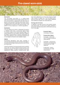 Five-clawed worm-skink.indd