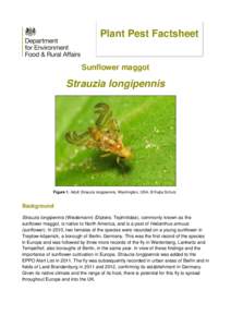 Plant Pest Factsheet Sunflower maggot Strauzia longipennis  Figure 1. Adult Strauzia longipennis, Washington, USA. © Katja Schulz.