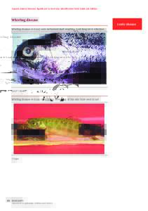 Aquatic Animal Diseases Significant to Australia: Identification Field Guide 4th Edition  Whirling disease Exotic disease Whirling disease in trout; note deformed skull resulting from long-term infection