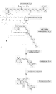 β-carotene (C40)  Isomerization and cleavage Aldehyde intermediate (C27)