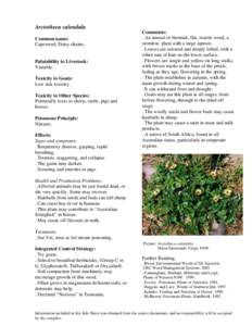 Arctotheca calendula Common name: Capeweed, Daisy chains, Palatability to Livestock: Variable.