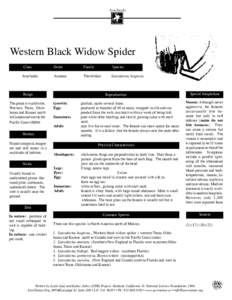 Arachnida  Western Black Widow Spider 