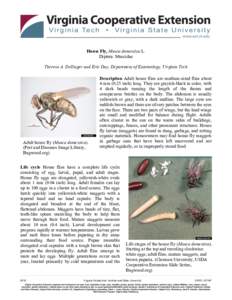 Muscidae / Housefly / Maggot / Fly / Forensic entomology / Calliphoridae / Muscina
