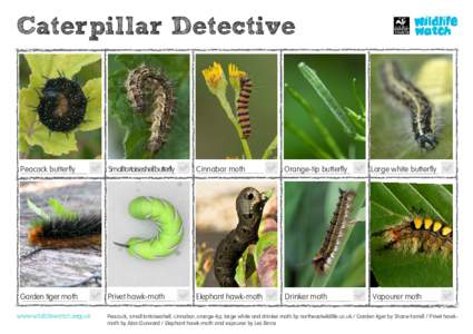 Caterpillar Detective  Peacock butterﬂy Small tortoiseshell butterfly