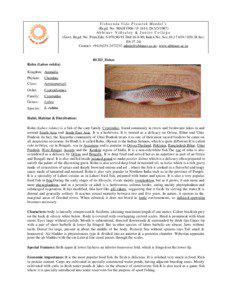 Fishkeeping / Oily fish / Ichthyology / Carp / Rohu / Indian mackerel / Fish anatomy / Catla / Mrigal / Fish / Aquaculture / Cyprinidae