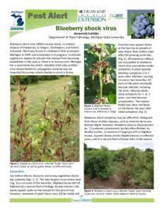 Pest Alert Blueberry shock virus Blueberry scorch virus  Annemiek Schilder