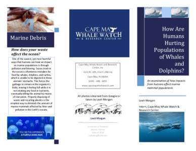 Biology / Whaling / Baleen whales / Oceans / Balaenidae / Whale watching / International Whaling Commission / Whale / Dolphin / Megafauna / Zoology / Cetaceans