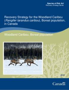 Species at Risk Act Recovery Strategy Series Recovery Strategy for the Woodland Caribou (Rangifer tarandus caribou), Boreal population, in Canada