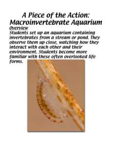 Title A Piece of the Action: Macroinvertebrate Aquarium Investigative Question How do aquatic macroinvertebrates live in and move about their environment?