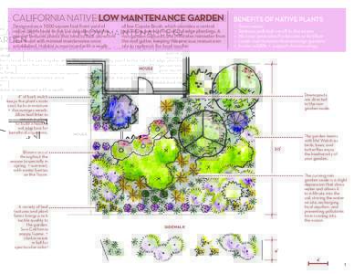 CALIFORNIA NATIVE LOW MAINTENANCE GARDEN  BENEFITS OF NATIVE PLANTS Designed as a 1000 square foot front yard of native plants local to the Los Angeles area, this