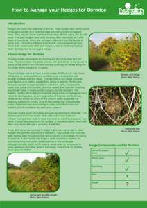 Hazel Dormouse / Hedge / Agriculture in England / Dormouse / Devon hedge bank / Shrub / Fauna of Europe / Fences / Dormice