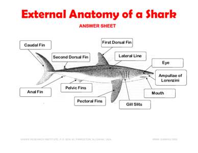 External Anatomy of a Shark ANSWER SHEET First Dorsal Fin  Caudal Fin